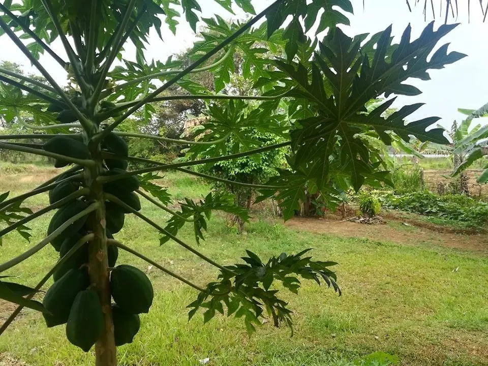 Bed & Breakfast Lake Bliss Dambulla